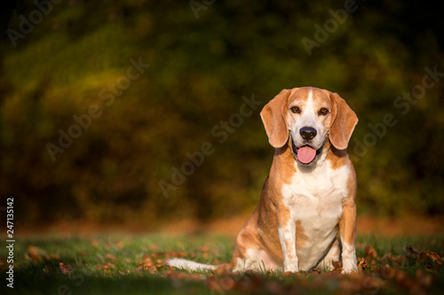 Portrait of a beagle dog