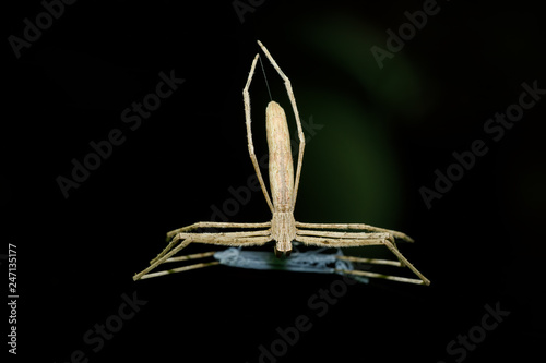 Ogre-Faced spider, Deinopis subrufa,  called Rufous Net-casting spider with net. Night spider in Masoala National park, Toamasina province, Madagascar wildlife and wilderness
