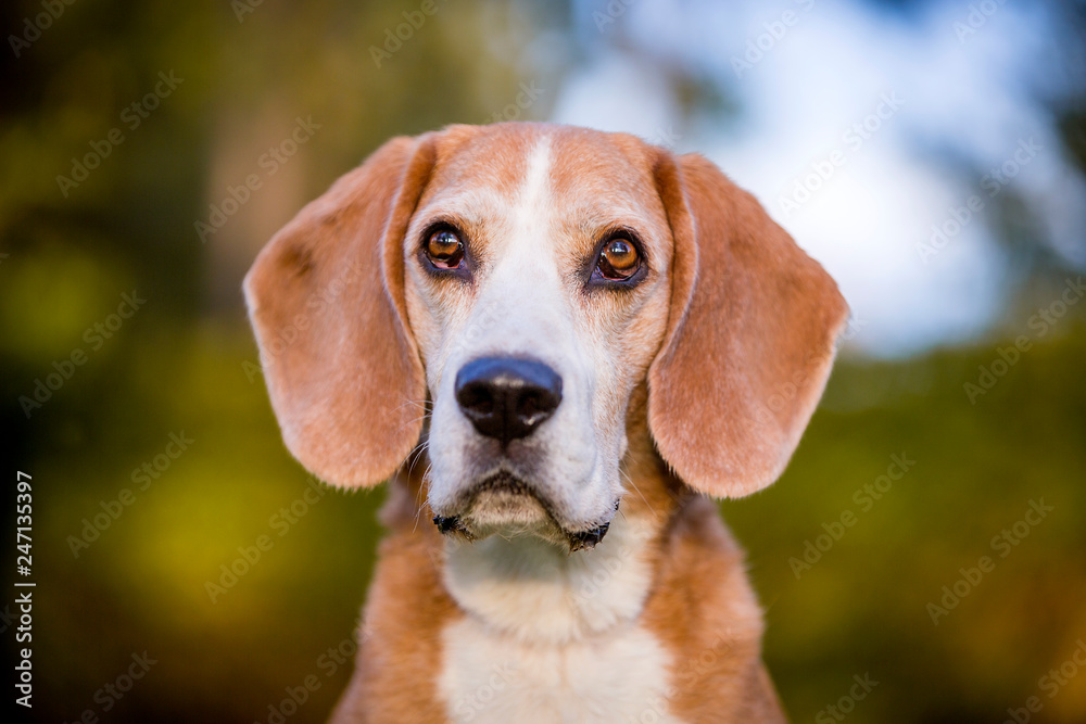 Portrait of a beagle dog