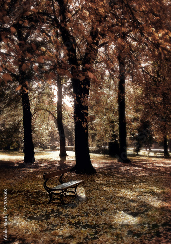 Bench on the autumn trees