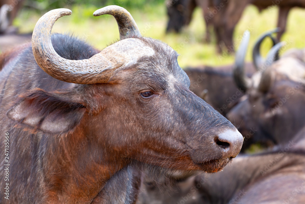 buffalo head buffalo head