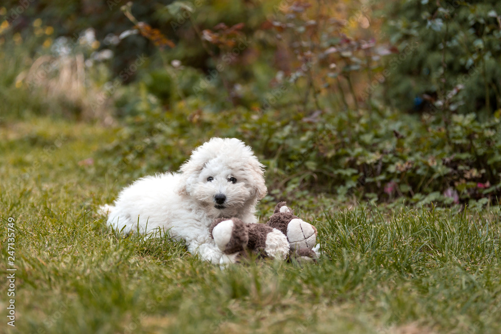 Portrait of a white Poodle puppy Portrait of a white Poodle puppy