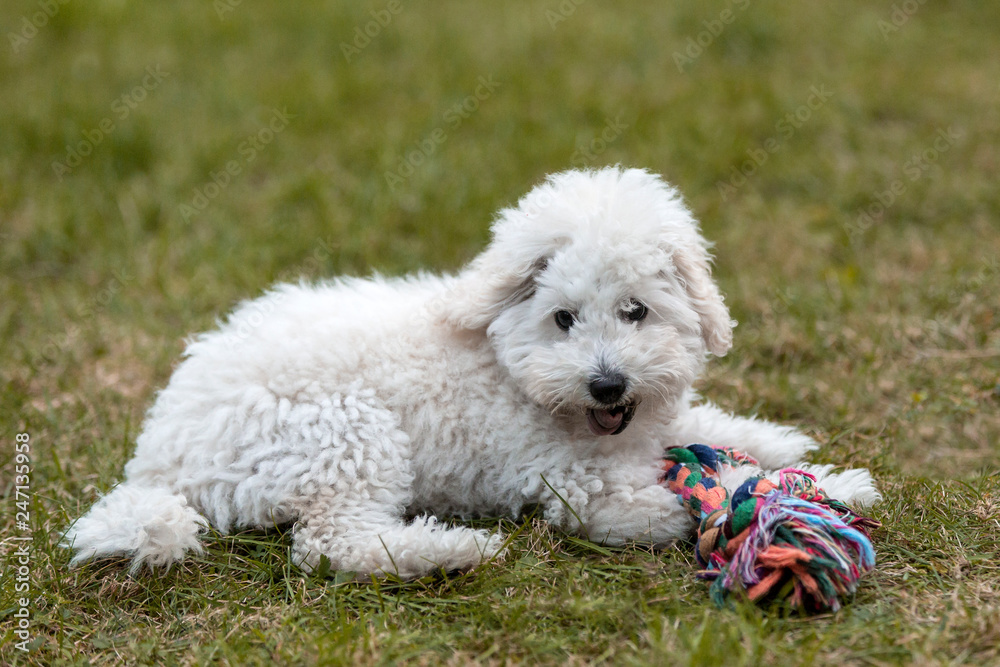 White Poodle puppy playing in the garden White Poodle puppy playing in the garden