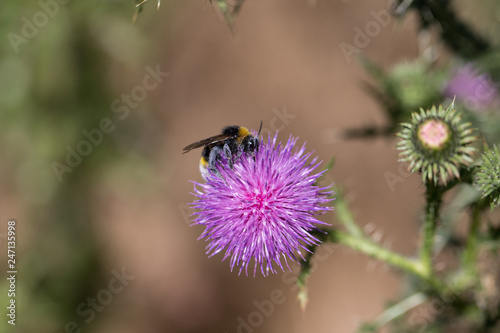 bumblebee, environment, protection, diversity