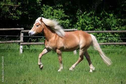 beautiful haflinger horse is running on the paddock in the sunshine