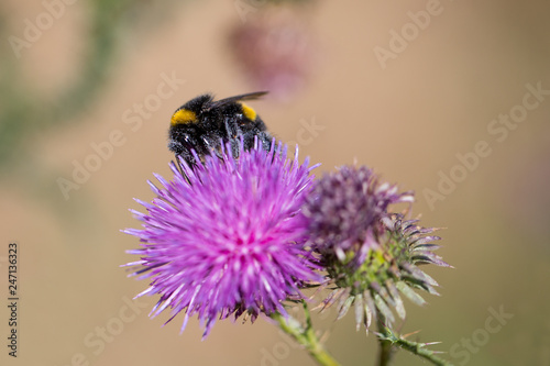 bumblebee, environment, protection, diversity © AxelRedder