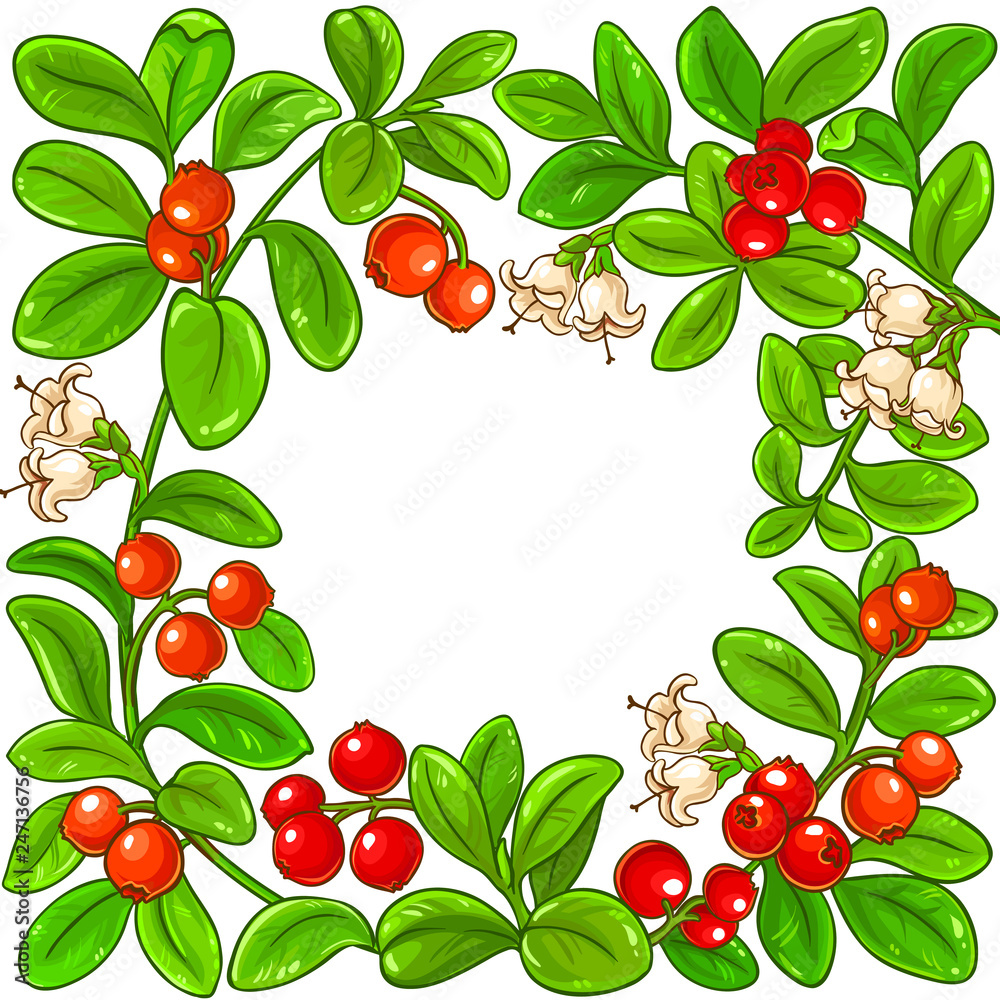 lingonberry vector frame lingonberry vector frame