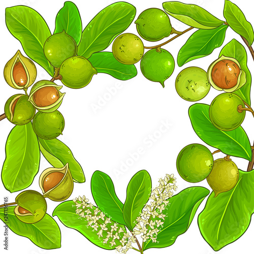 macadamia vector frame
