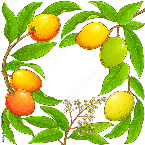 mango vector frame