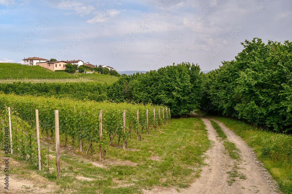 Scenic view of a vineyard hill with a borough on the top and a country lane among hazel trees, Roddi d'Alba, Langhe, Piedmont, Italy