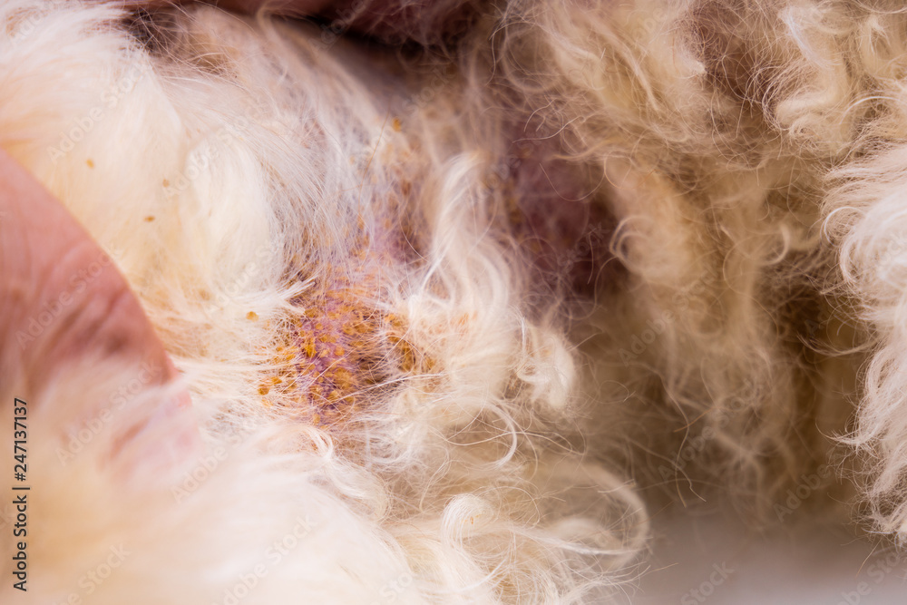 Vet examining dog body skin with bad yeast fungal infection