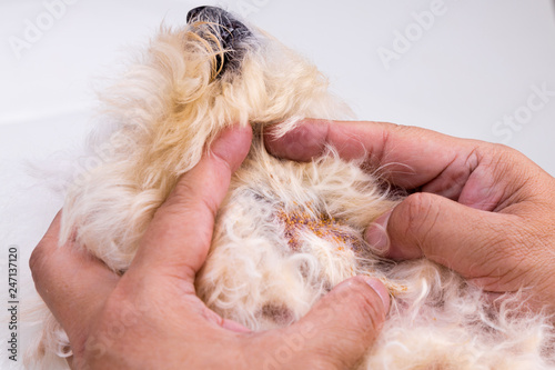 Vet examining dog body skin with bad yeast fungal infection photo