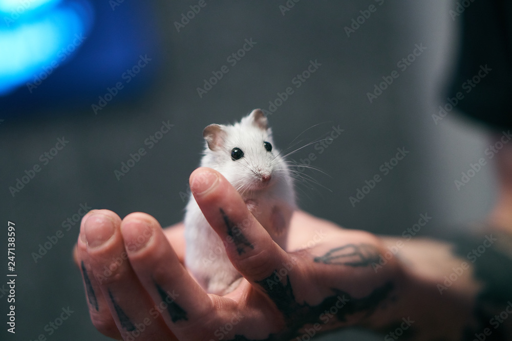 home white hamster stands on the palm of your hand. cute pet in a tattooed, male hand. home white hamster stands on the palm of your hand. cute pet in a tattooed, male hand.