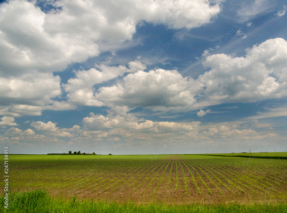  field with young stalks against the sky with clouds