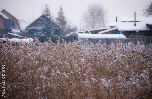 Reeds in the snow photo