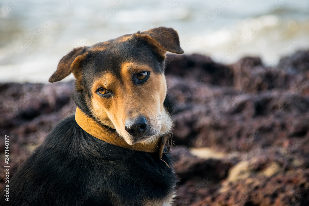 Melancholy dog on the beach
