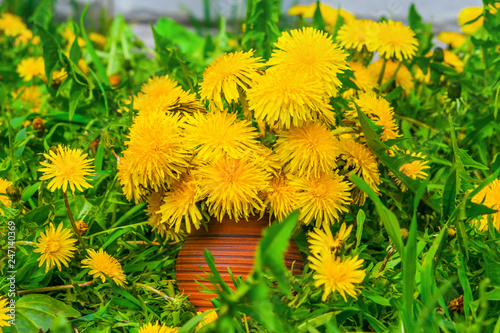 Fototapeta Naklejka Na Ścianę i Meble -  The first spring dandelions flowers in an earthenware vase on a background of green grass and brick wall background natural
