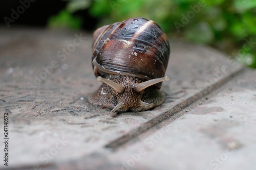 snail, shell, animal, nature, slow, garden, slimy, brown, snails, macro, isolated, mollusk, white, fauna, slug, animals, pest, spiral, close-up, helix, green, mollusc, closeup, crawling, slime