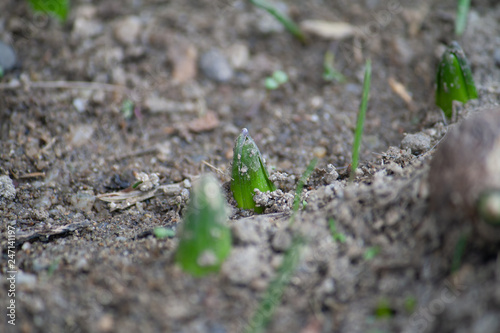 Closeup of hyacinth buds piercing the earth in spring