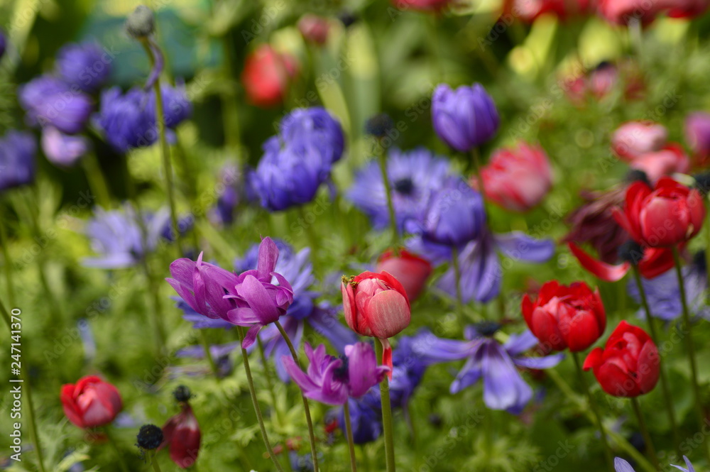 red tulips in the garden