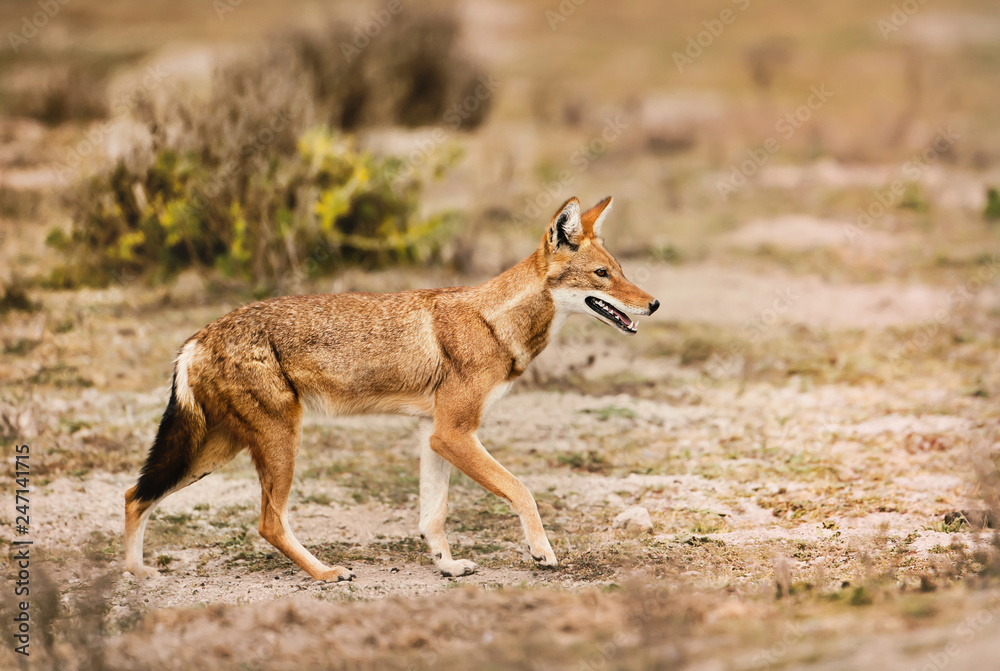 Close up of a rare and endangered Ethiopian wolf Close up of a rare and endangered Ethiopian wolf