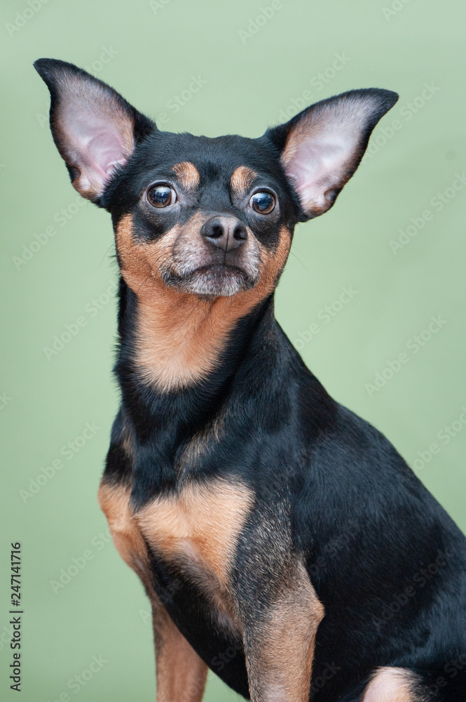 Portrait of the dog Terrier in the Studio . Portrait of the dog Terrier in the Studio .