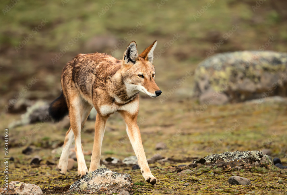 Obraz premium Close up of Ethiopian wolf, the most threatened canid in the world