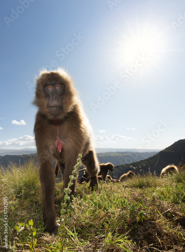 Gelada monkey also known as bleeding heart monkey eating grass