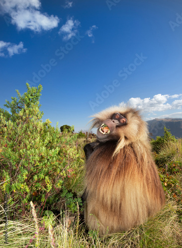 Close up of an adult Gelada monkey eating grass