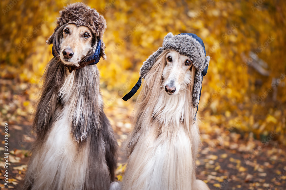 Two stylish Afghan hounds, dogs, in funny fur hats on the background of the  autumn forest. Concept clothes for animals, fashion for dogs Stock Photo |  Adobe Stock