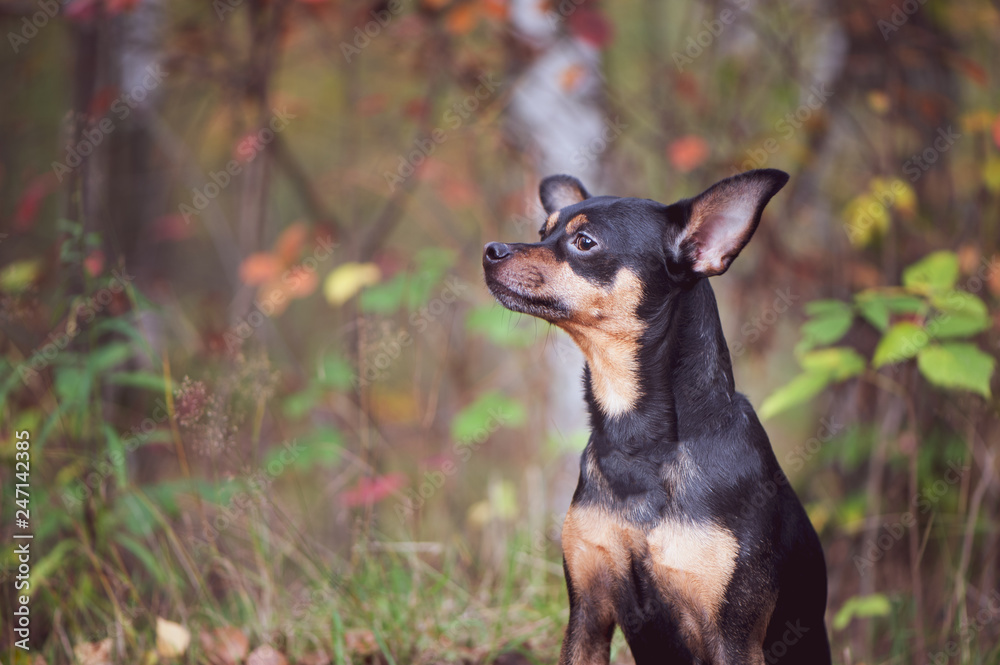 Smart dog  terrier with ideal data stands in the autumn forest. Picturesque portrait of a dog.