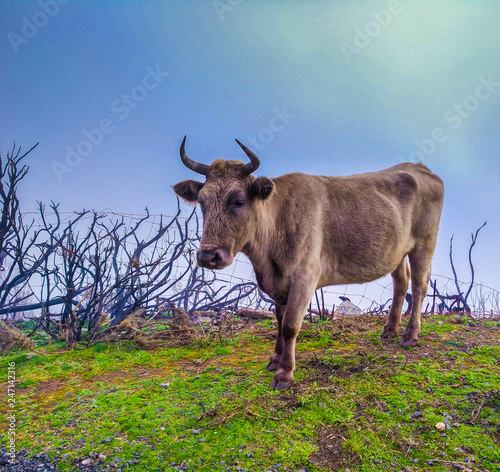 Freilebende Rinder auf der Hochebene auf Madeira