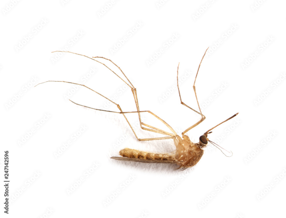 Dead Mosquito isolated on white background Dead Mosquito isolated on white background