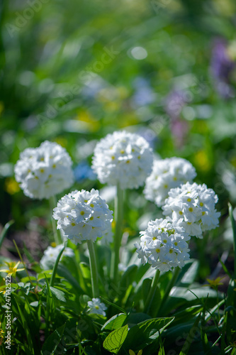 Blooming primula denticulata white in bright spring greens. Spring summer background