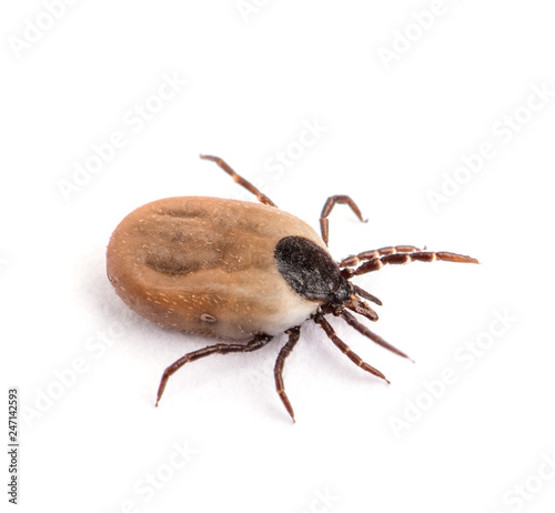 health danger - disease-carrier ticks photo
