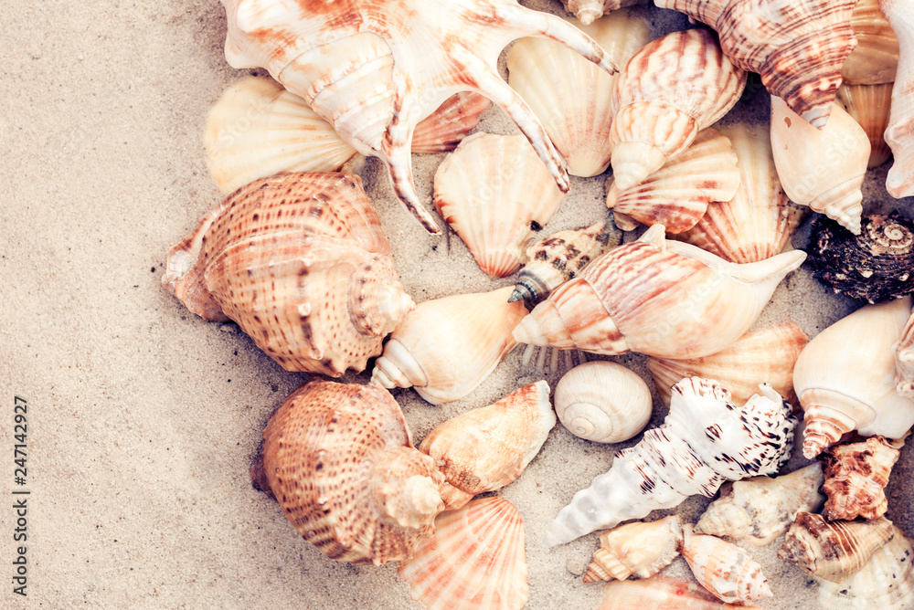 Seashells on the sand, summer beach background, travel concept . Seashells on the sand, summer beach background, travel concept .