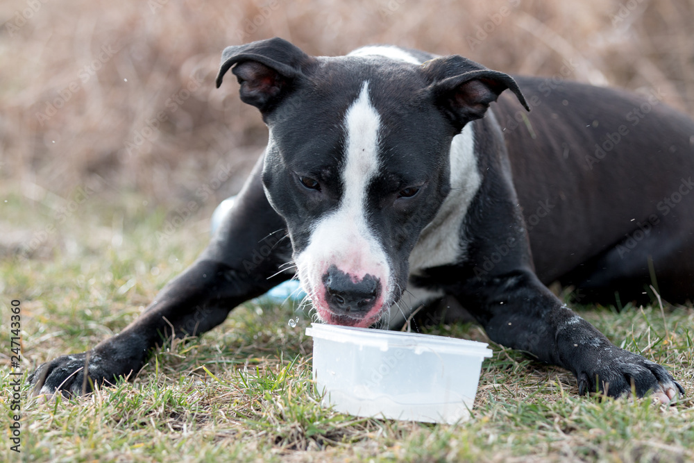 drinking dog, pit bull, American Staffordshire Terrier