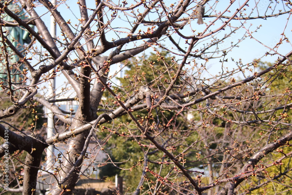 桜の蕾 桜の蕾