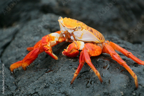 Red cliff crab