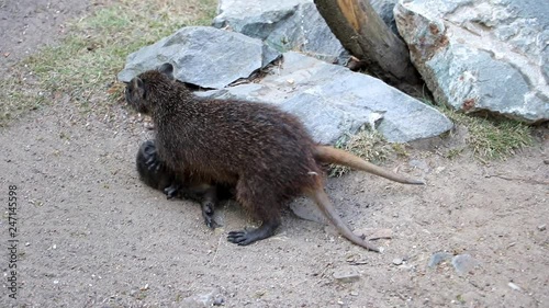The Desmarest's hutia (Capromys pilorides), also known as the Cuban hutia are playing together. photo