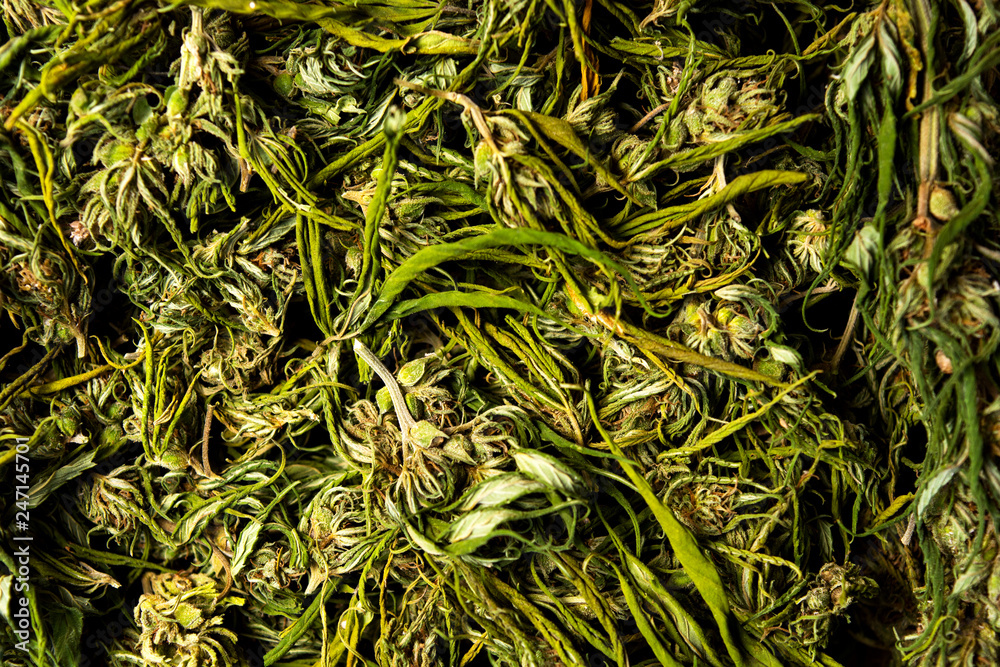 Marijuana cannabis hemp in blossom on a pile