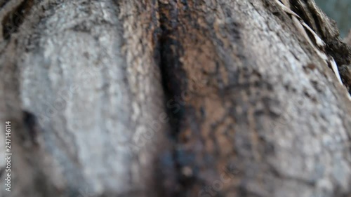 Bark of a tree close-up. vagina imitation.  Nature background