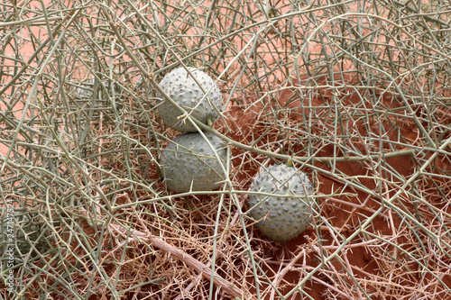 Nara (Acanthosicyos horridus) - Namibia Africa photo