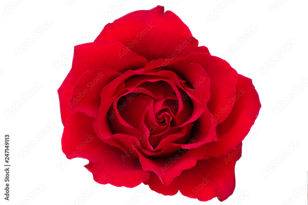 A single blooming red rose A single blooming red rose