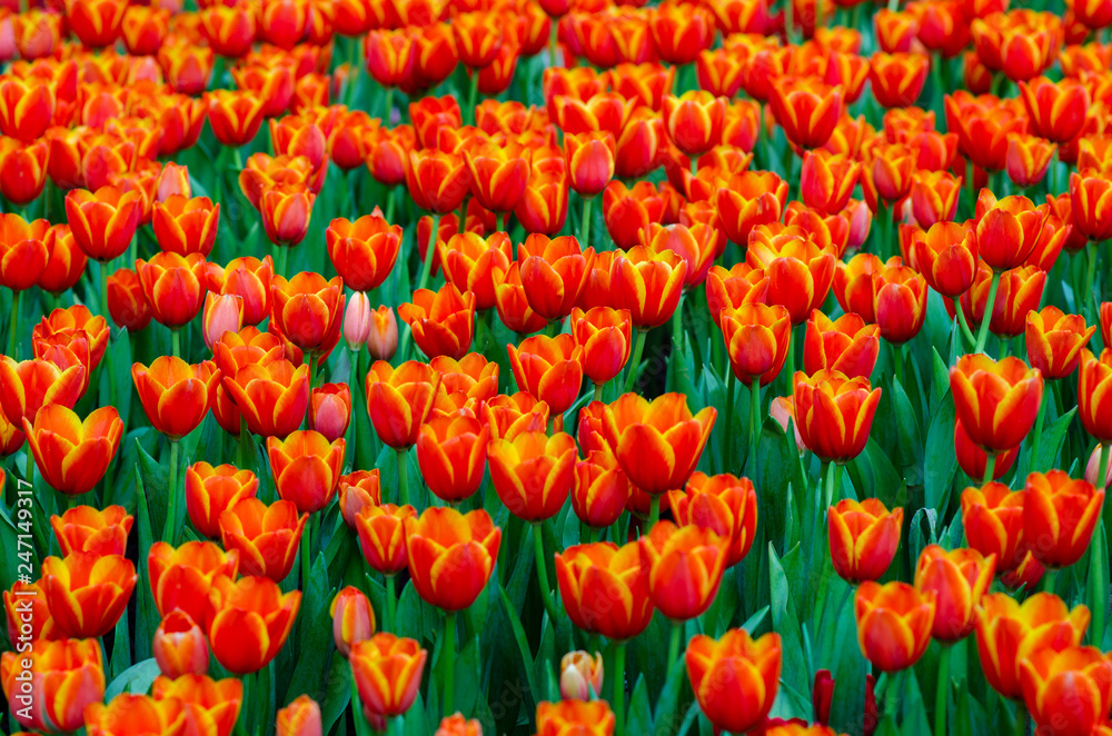 The red yellow tulip fields are densely blooming The red yellow tulip fields are densely blooming