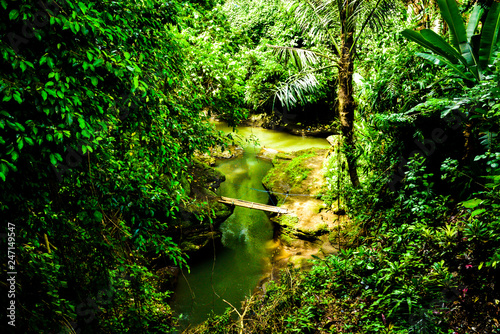 Lush green rain forest tropical monsoon jungle with trees, grass, plantation for summer school trekking camp