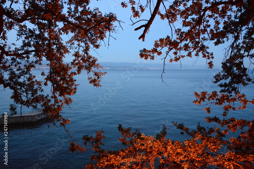 Orange tree against the sea