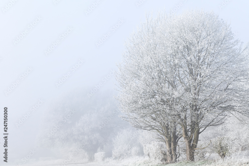 Winter landscape with frozen trees anf fog Winter landscape with frozen trees anf fog