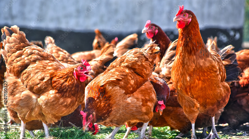 Chickens on traditional free range poultry farm - obrazy, fototapety, plakaty 
