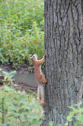 squirrel in a tree © Roman